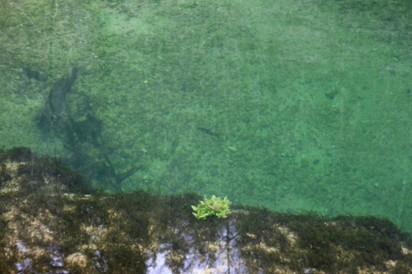 France, franche comte, jura, nozeroy, source de l'ain, pays des lacs, eau, paysage, nature, hiver, poisson,