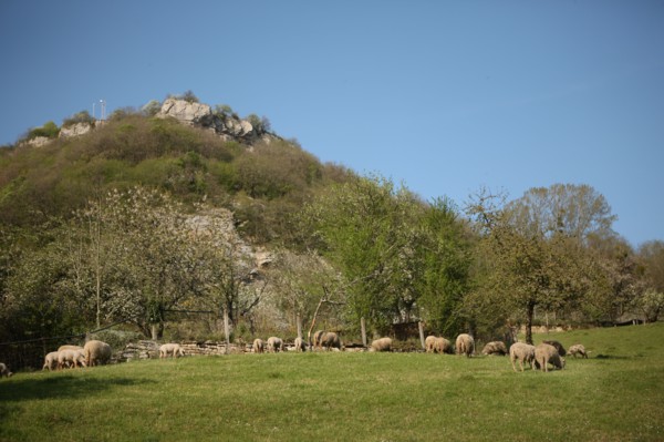 France, franche comté, jura, baume les messieurs, viillage, montagne, elevage ovin, agriculture,