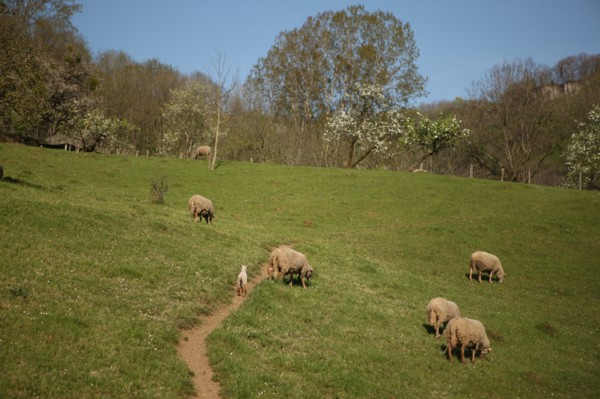 France, franche comté, jura, baume les messieurs, viillage, montagne, elevage ovin, agriculture,