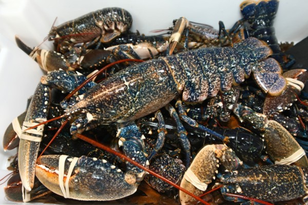 France, Fishmonger le petit mareyeur