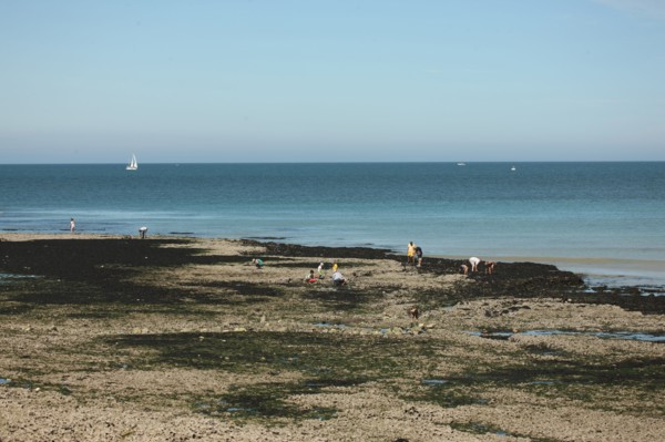 France, Haute Normandie, seine maritime, pays des hautes falaises, yport, sorties de peche a pied accompagnee par un animateur defi caux, david guedon,