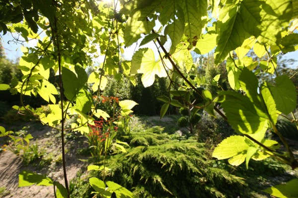 France, Haute Normandie, fecamp, pays des hautes falaises, les nouveaux jardins de louanne, parc paysage, fleurs, arbres, nature, vegetation,