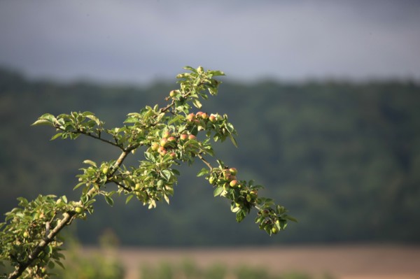 France, land