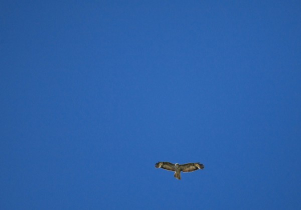 france, region midi pyrenees, tarn et garonne, varen, arnac, ciel, oiseau, rapace, buse, vol,