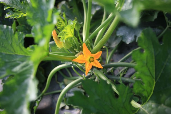 france, region midi pyrenees, tarn et garonne, varen, arnac, ferme de quyvie, sylvie et thierry bolmont, agriculture biologique, tomates, herbes aromatiques, alimentation, jardin, gite, colombier, fle...