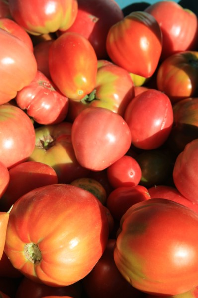 france, region midi pyrenees, tarn et garonne, varen, arnac, ferme de quyvie, sylvie et thierry bolmont, agriculture biologique, tomates, herbes aromatiques, alimentation, jardin, gite, colombier, tom...