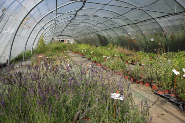 france, region midi pyrenees, tarn et garonne, varen, arnac, ferme de quyvie, sylvie et thierry bolmont, agriculture biologique, tomates, herbes aromatiques, alimentation, jardin, gite, colombier,
