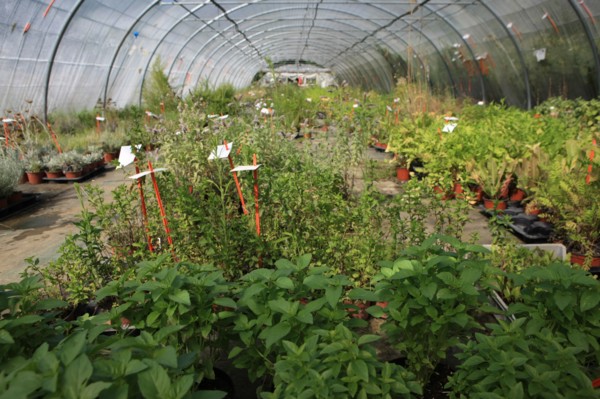 france, region midi pyrenees, tarn et garonne, varen, arnac, ferme de quyvie, sylvie et thierry bolmont, agriculture biologique, tomates, herbes aromatiques, alimentation, jardin, gite, colombier,