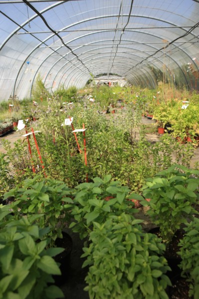 france, region midi pyrenees, tarn et garonne, varen, arnac, ferme de quyvie, sylvie et thierry bolmont, agriculture biologique, tomates, herbes aromatiques, alimentation, jardin, gite, colombier,