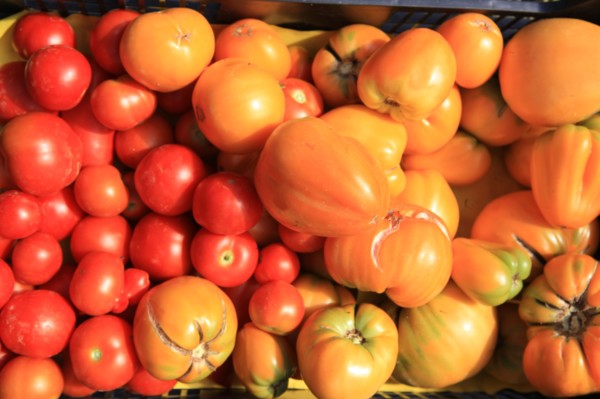 france, region midi pyrenees, tarn et garonne, varen, arnac, ferme de quyvie, sylvie et thierry bolmont, agriculture biologique, tomates, herbes aromatiques, alimentation, jardin, gite, colombier,