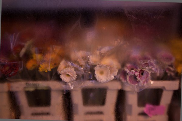 france, ile de france, paris, 14e arrondissement, nuit, matin, avenue du maine, magasin, fleuriste, fleurs dans la vitrine, 

Date : decembre 2012