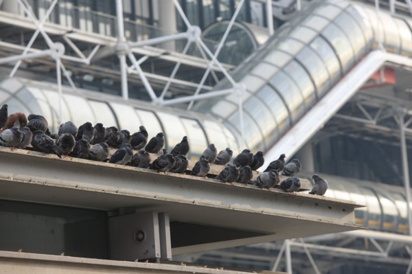 France, ile de france, paris 4 arrondissement, beaubourg, centre pompidou, architectes renzo piano et richard rogers, facade, chenille, pigeons sur l'espace brancusi.
Date : 2011-2012