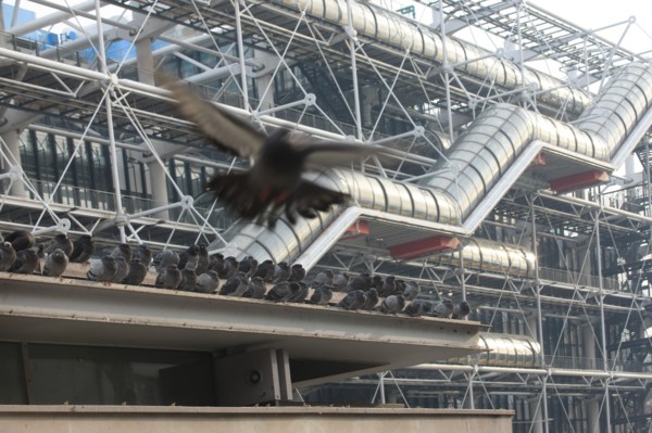 France, ile de france, paris 4 arrondissement, beaubourg, centre pompidou, architectes renzo piano et richard rogers, facade, chenille, pigeons sur l'espace brancusi.
Date : 2011-2012