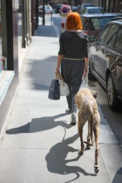 France, ile de france, paris, 7e arrondissement, rue de babylone, femme avec un levrier afghan, ombre sur le trottoir.
Date : 2011-2012