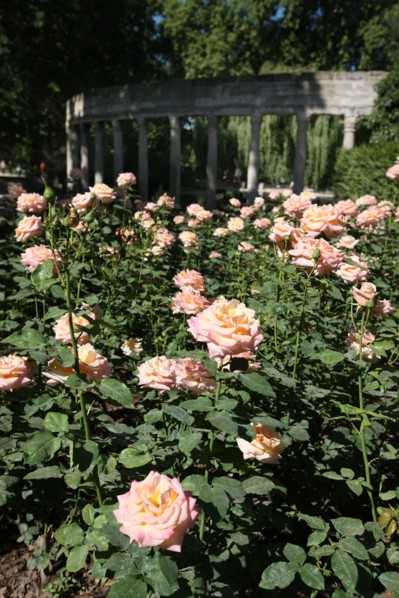 France, ile de france, paris, 8e arrondissement, parc monceau, jardin public, la naumachie, roses

Date : 2011-2012