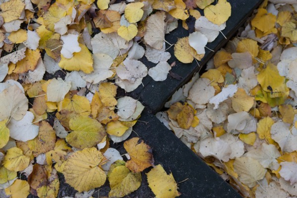 france, region ile de france, paris 7e arrondissement, rue de l'universite, esplanade des invalides, feuilles tombant des arbres, automne, feuilles jaunes,