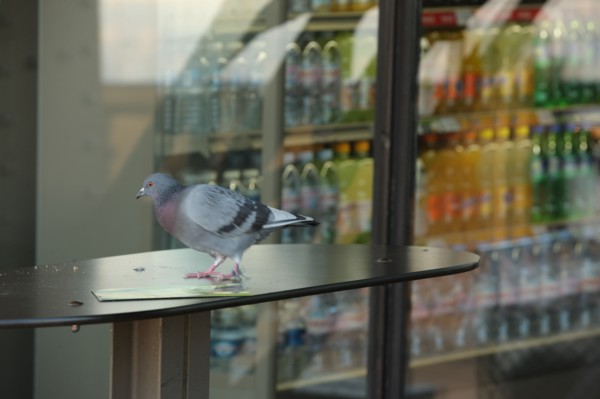 France, ile de france, paris 7e arrondissement, tour eiffel, vue depuis le 2e etage, pigeon, boutique,