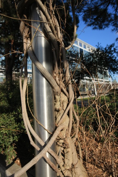 France, ile de france, paris 15e arrondissement, montparnasse, jardin atlantique, au dessus des voies de la gare montparnasse, arbre entrelace dans un poteau,