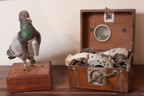 France, Region Ile de France, Hauts de Seine, Suresnes, fort du Mont Valerien, musee de la colombophilie militaire, pigeons, armee, defense, vaillant,