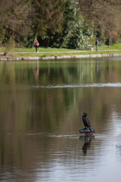 France, Region Ile de France, Hauts de Seine, Ville d'Avray, 53 rue de Versailles, Etangs de Corot, oiseau, cormoran,