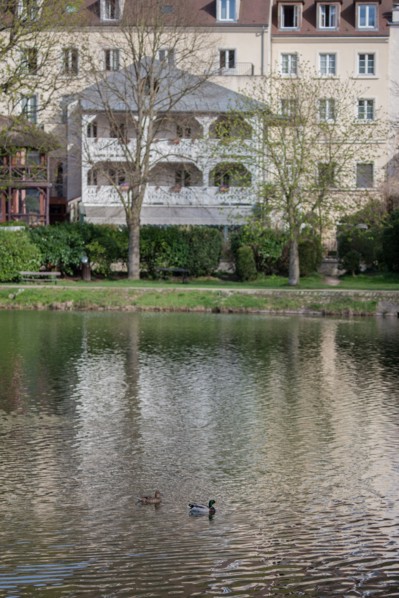 France, Region Ile de France, Hauts de Seine, Ville d'Avray, 53 rue de Versailles, Etangs de Corot, oiseau, heron cendre,