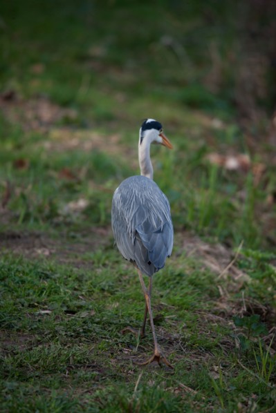 France, Region Ile de France, Hauts de Seine, Ville d'Avray, 53 rue de Versailles, Etangs de Corot, oiseau, heron cendre,