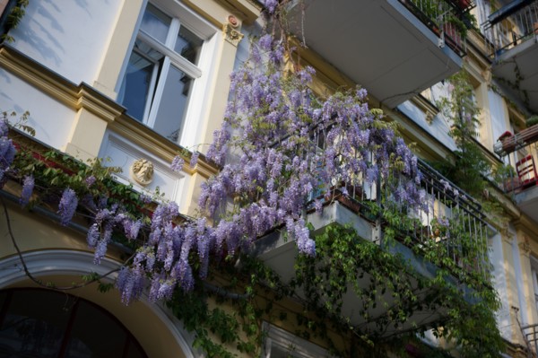 Allemagne (Germany), Berlin, Prenzlauer Berg, Oderberger Strasse, glycine,