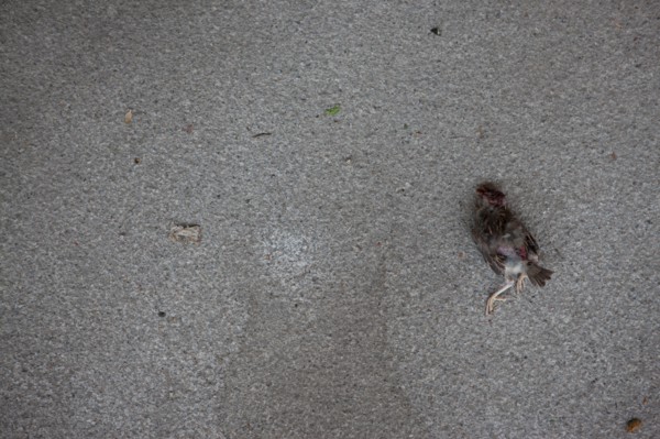 Allemagne (Germany), Berlin, Museuminsell (Ile aux Musees), moineau mort,