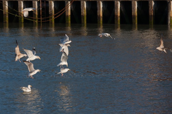 France, region Basse Normandie, Calvados, Cote fleurie, Trouville-sur-Mer, port, chalutiers a quai, mouettes, eau, la Touques,