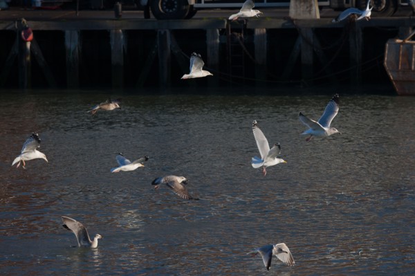 France, region Basse Normandie, Calvados, Cote fleurie, Trouville-sur-Mer, port, chalutiers a quai, mouettes, eau, la Touques,