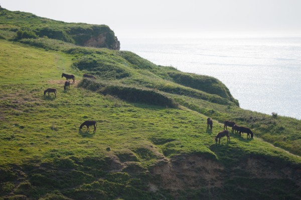 France, region Haute Normandie, Seine Maritime, pays des hautes falaises, Etretat, Valleuse d'Antifer, le tilleul,