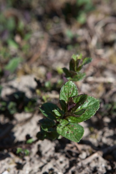 France, Ile de France, Essonne, Milly-la-Foret, Conservatoire national des Plantes, menthe poivree, specialite de Milly,
Mention obligatoire : CRT PIdF