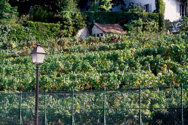 France, Ile de France, Paris 18e arrondissement, rue Saint-Vincent, vignes de Montmartre, raisin, vignoble,