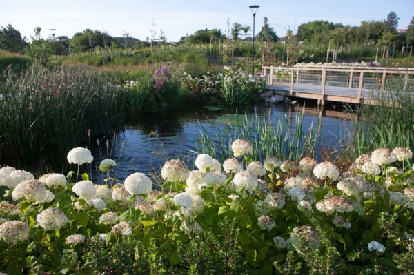 France, région Pays de la Loire, Loire Atlantique, Pornic, ria de Pornic, jardin paysagé.