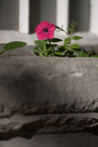 France, Région Ile de France, Paris 6e arrondissement, Jardin du Luxembourg, fleurs de pétunia sur