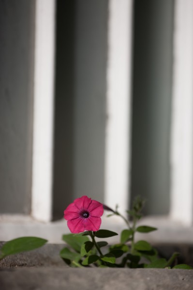 France, Région Ile de France, Paris 6e arrondissement, Jardin du Luxembourg, fleurs de pétunia sur