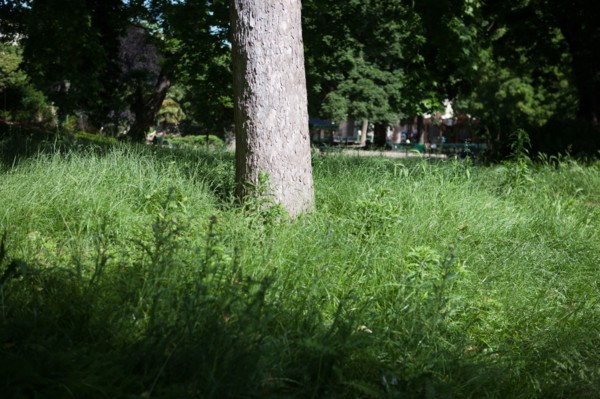 France, Région Ile de France, Paris 8e arrondissement, Parc Monceau, herbe folle au pied d'un