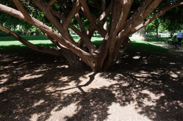 France, Région Ile de France, Paris 8e arrondissement, Parc Monceau, platane d'orient, arbre