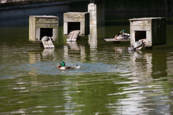 France, Région Ile de France, Paris 12e arrondissement, Parc de Bercy, étang avec canards et