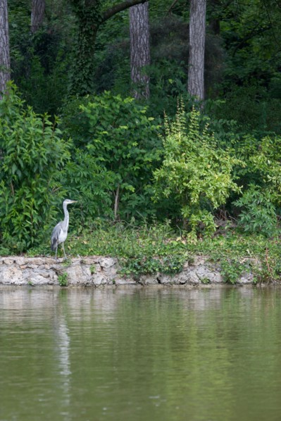 France, Région Ile de France, Paris 16e arrondissement, Bois de Boulogne, étang du Réservoir