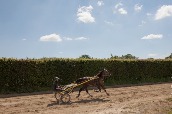 Manche,  Haras de Bellevent
