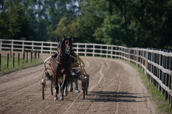 Manche,  Haras de Bellevent