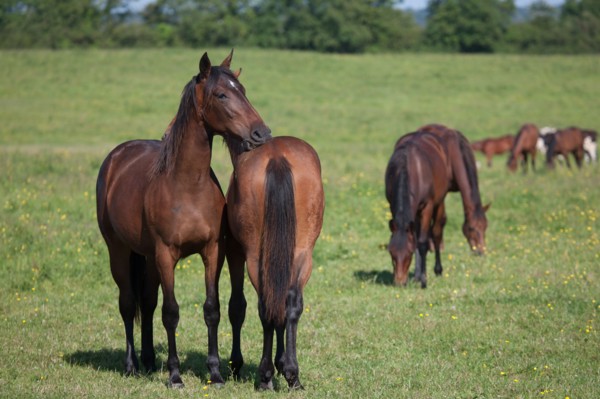 Manche,  Haras de Bellevent