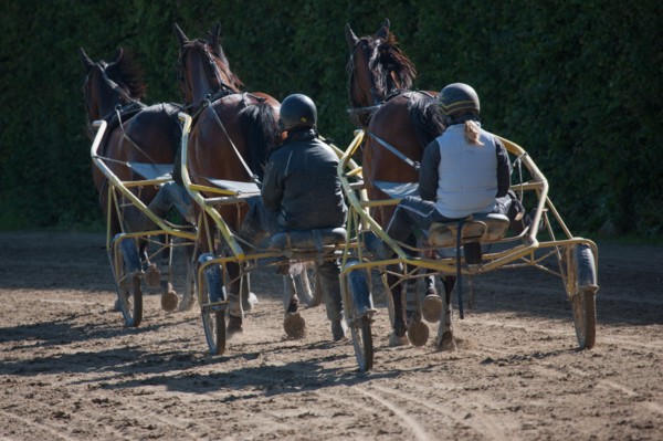 Manche,  Haras de Bellevent