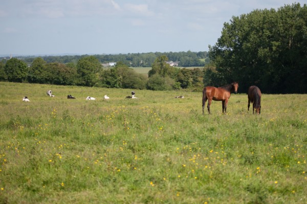 Manche,  Haras de Bellevent