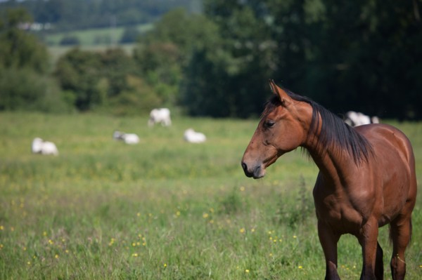 Manche,  Haras de Bellevent