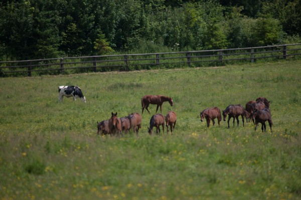Manche,  Haras de Bellevent