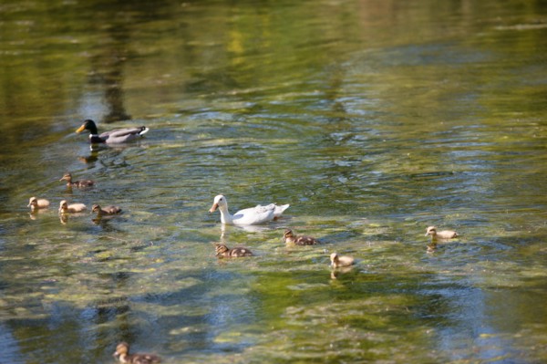 Paris 16e arrondissement,  Bois de Boulogne