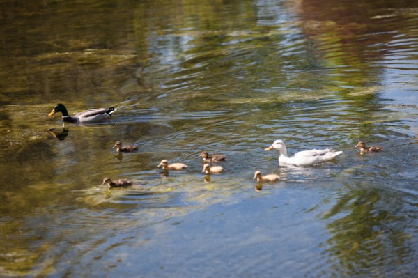Paris 16e arrondissement,  Bois de Boulogne