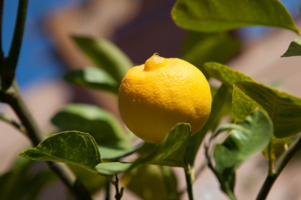 Afrique du nord, Maroc, Marrakech, Zaraba, Villa Hana, maison d'hôtes,